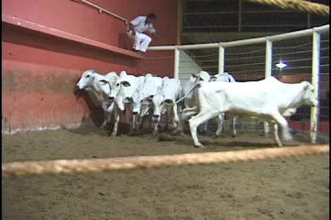 Cattle auction in the Amazon. Stock Footage 24264072