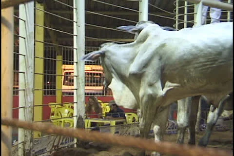 Cattle auction in the Amazon Stock Footage 24265528