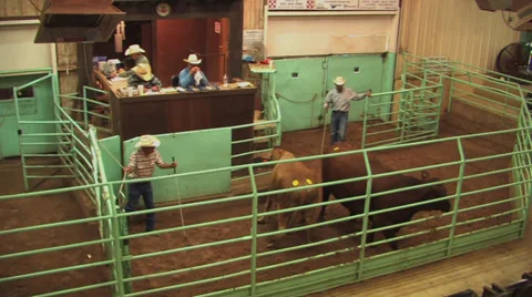 Cattle auction in progress 1 Stock Footage 31984125