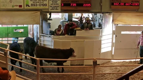 Cattle auction steer beef auctioneer HD 0288 Stock Footage 33582281