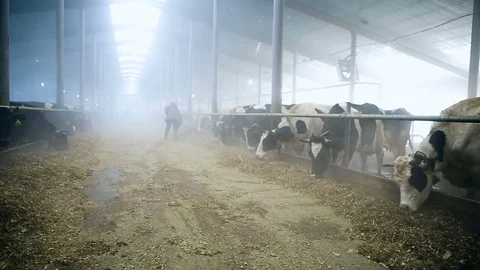 Cattle in a barn in winter Stock Footage 72362527