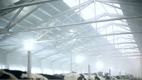 Cattle in the barn in winter Stock Footage 72383302