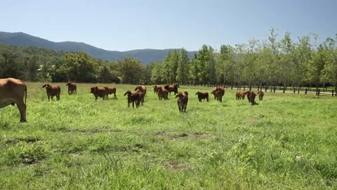 Cattle in beautiful luscious paddock Stock Footage 157947591