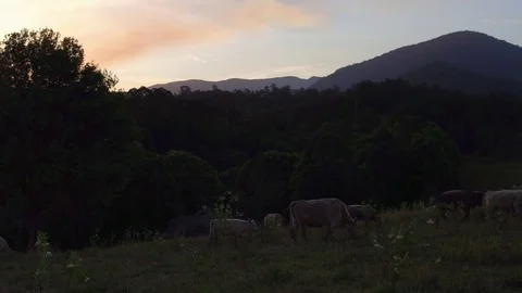 Cattle on beautiful property Stock-Footage 74774009