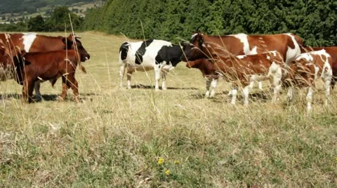Cattle behind grain 스톡 동영상 20540398