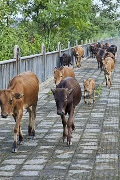 Cattle being herded down the sidewalk in China Stock Photos