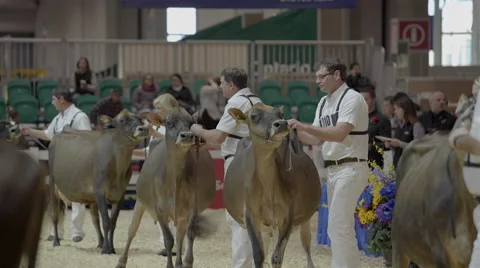 Cattle being judged at Royal Winter Fair Vídeos de archivo 57233979