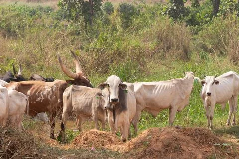 Cattle Bos taurus looking at the camera Stock Photos