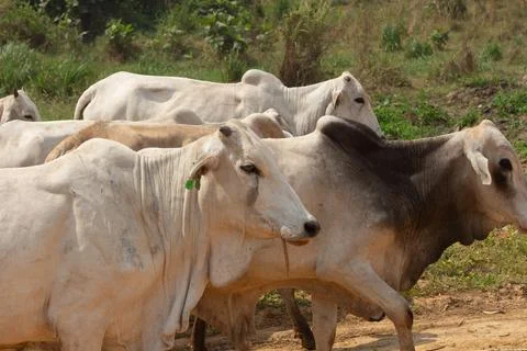 Cattle Bos taurus small herd Stock Photos