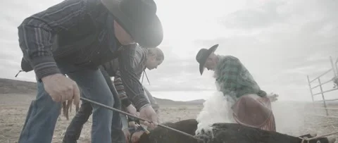 Cattle Branding Stock Footage 238405490