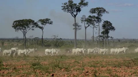 Cattle in the Brazilian Amazon Stock Footage 116440092