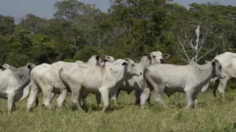 Cattle in the Brazilian Amazon Stock Footage 116440096