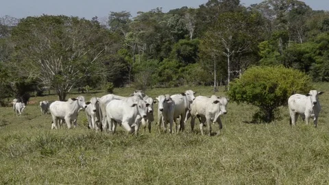 Cattle in the Brazilian Amazon Stock Footage 116440112
