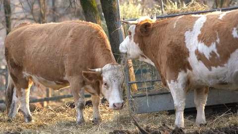 Cattle breeding 1 Stock Footage 118773675