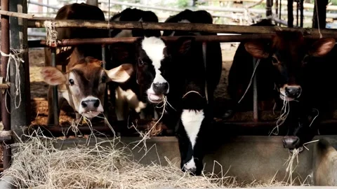 Cattle breeding, black and white beautiful cow Farmer works on a cow farm their Video stock 334655843