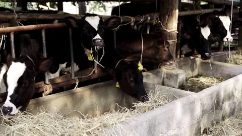 Cattle breeding, black and white beautiful cow Farmer works on a cow farm their Stock-Footage 334655970