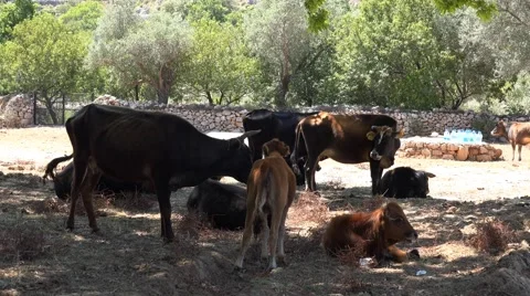 Cattle breeding Stock Footage 41001556