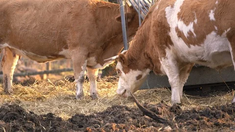 Cattle breeding Stock Footage 118773535