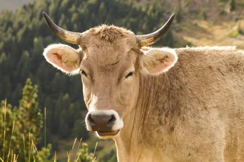 Cattle breeding in the mountains Stock Photos