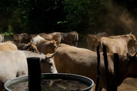 Cattle breeding Stock Photos