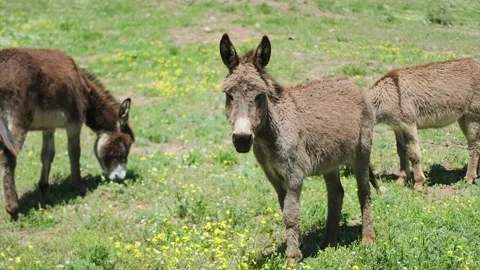 Cattle breeding. A small herd of cute fluffy donkeys graze in a green meadow Stock Footage 276645745