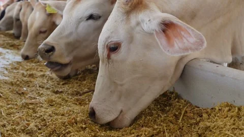 Cattle breeding, white cattle beautiful cow Farmer works on a cow farm their Video stock 334654912
