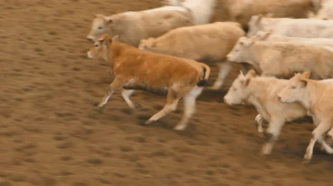 Cattle of brown calves Stock Footage 50092296