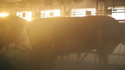 Cattle in a byre in winter Stock Footage 72384523