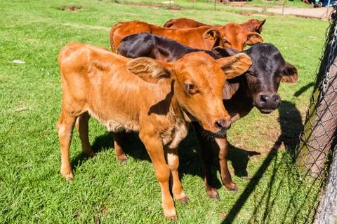 Cattle Calf Animals Stock Photos