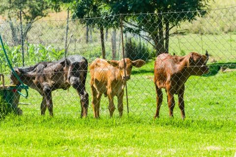 Cattle Calf Animals Stock Photos