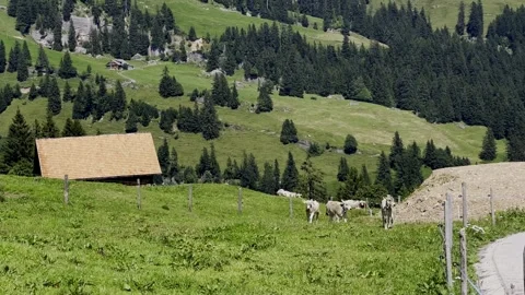Cattle calfs running wild in the scenic meadow of the alps Stock Footage 282176602