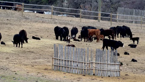 Cattle, calving ground, in corral with cows and calves, 4k Stock Footage 270428922