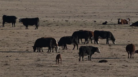 Cattle Calving ground in spring, red and black cows, ms 4k Stock Footage 269405757