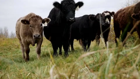 Cattle with Cam on an Angle Stock Footage 153240480