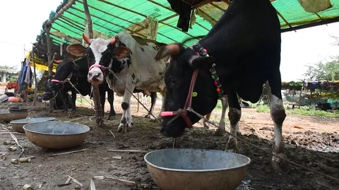 Cattle camp Stock Footage 119032226