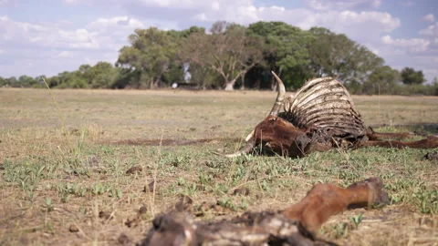 Cattle Carcass Dead in Field Stockbeeldmateriaal 330994238