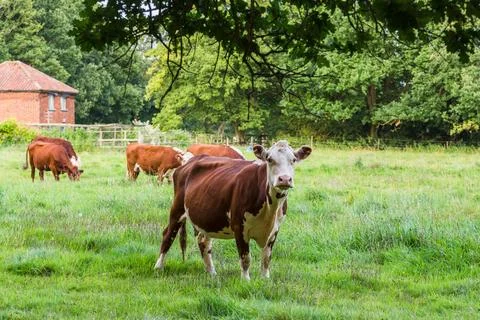Cattle in central Norfolk Stock Photos