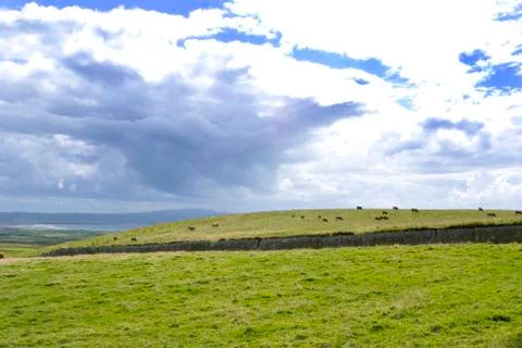 Cattle at the Cliffs of Moher Stock Photos
