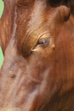 Cattle Close up Stock Photos