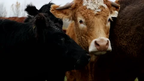 Cattle Closeup and Interacting 스톡 동영상 153240436