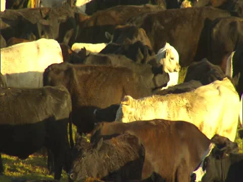 Cattle in Corral Stock-Footage 22244427