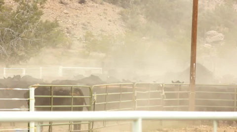 Cattle in Corral Moving 2 HD 30P 8s Stock-Footage 4281224