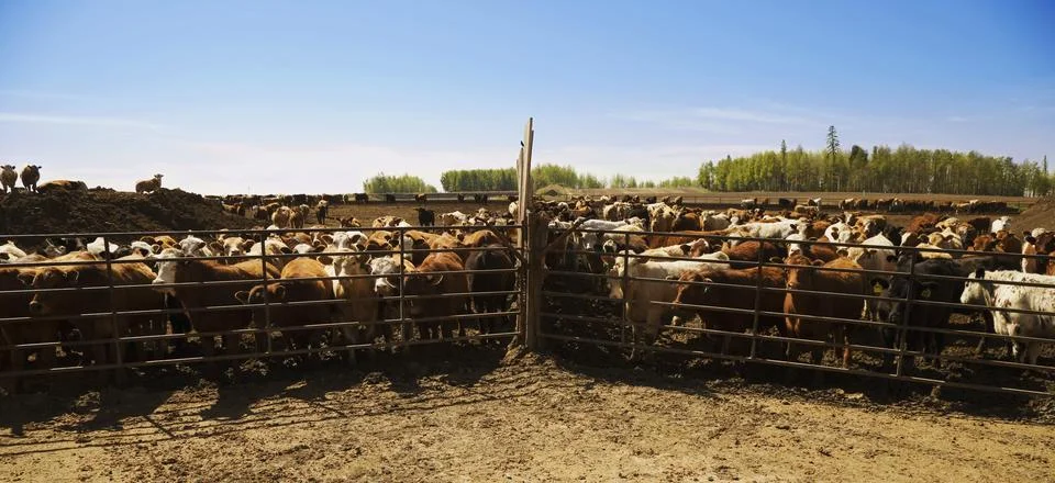 Cattle In Corral Stock Photos