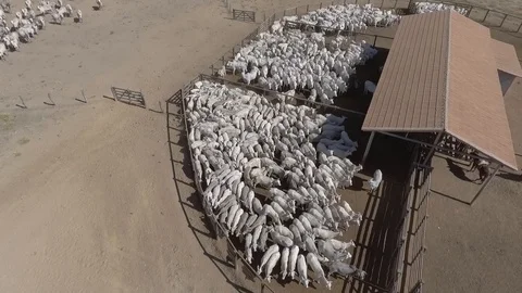 Cattle corral seen from above with drone Stock Footage 129450322