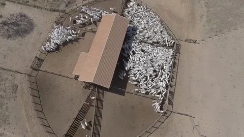 Cattle corral seen from above with drone Stock Footage 129450599