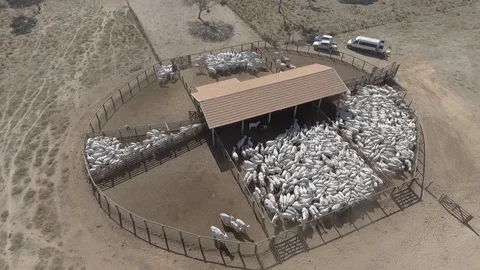 Cattle corral seen from above with drone Stock Footage 129450692