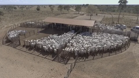 Cattle corral seen from above with drone Stock Footage 129450907