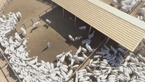 Cattle corral seen from above with drone Stock Footage 129450993