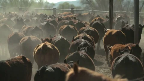 Cattle in Corral Walking Away from Camera Stock Footage