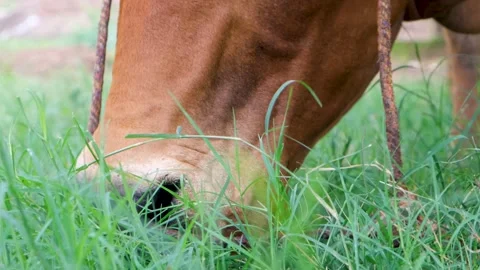 Cattle cow grazing in field. Dairy cattle cow grazing. brown cow. Stock Footage 342764751